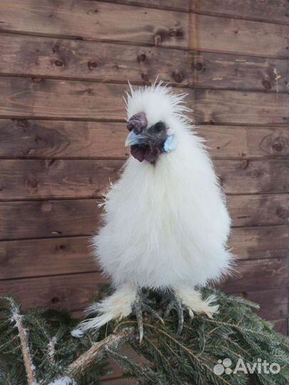 Китайские шелковые