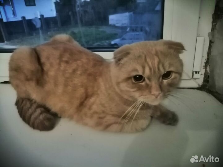 Шотландский вислоухий кот. Бесплатно