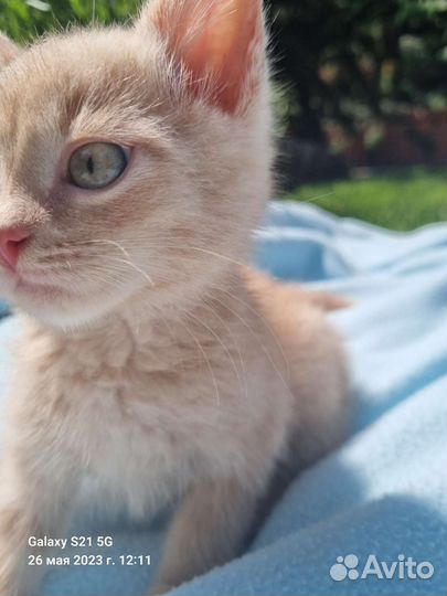 Рыжуля в поисках семьи