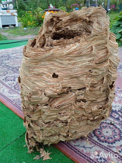 Гнездо шершня