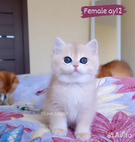 Кошка голубая золотая шиншилла