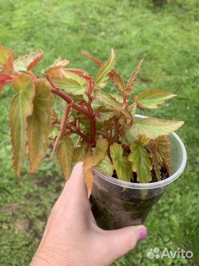 Бегония боливийская