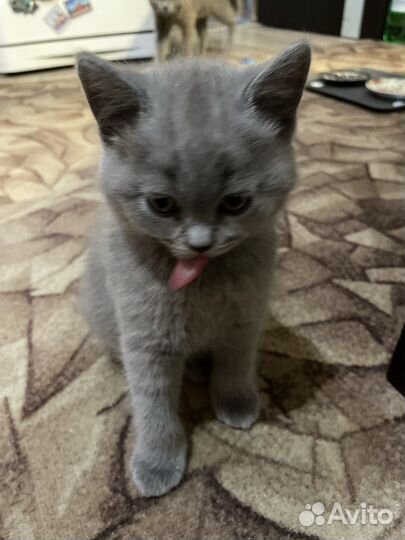 Вислоухие котята