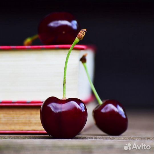 Репетитор по русскому языку и литературе