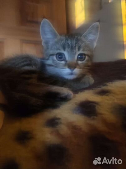 Кошка в дар бесплатно