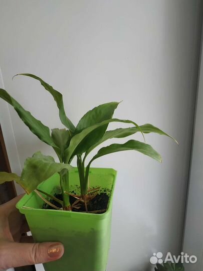 Комнатные растения, кактусы