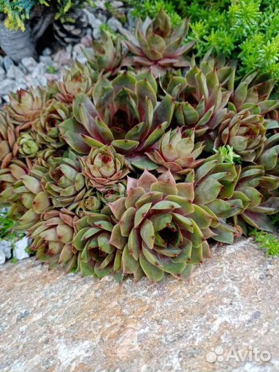 Молодило. Каменная роза