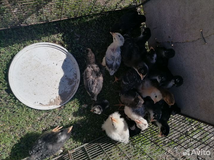 Цыплята несушки разного возраста