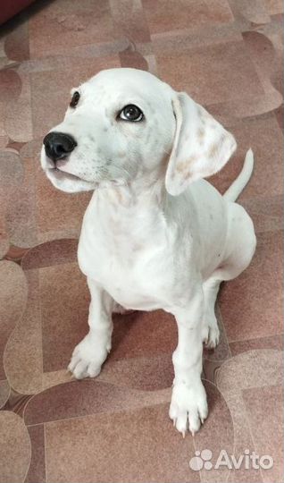 Далматинец щенок
