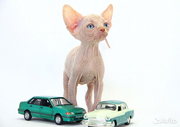 Солнечный-подсолнечный )