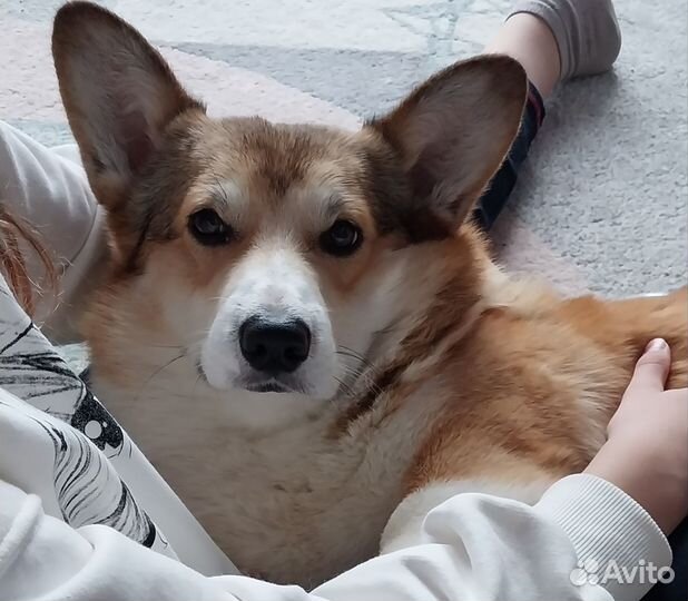 Вельшкорги вязка