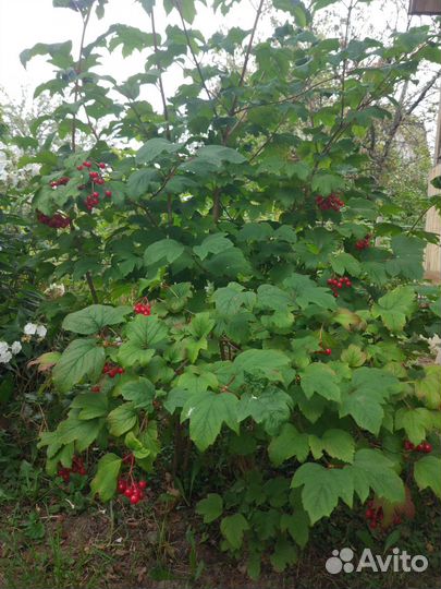 Калина обыкновенная