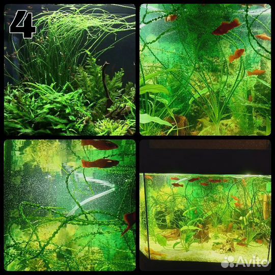 Аквариумные растения. Кринум. Анубиас нана. Мхи
