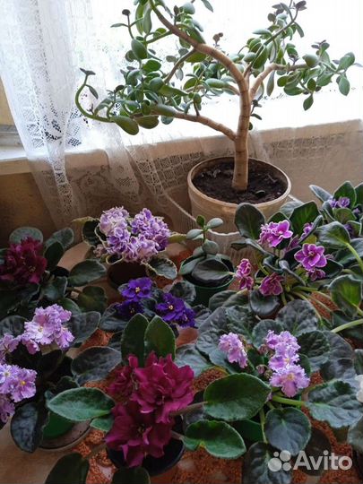 Сортовые фиалки