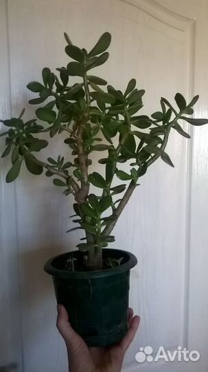 Крассула (толстянка) Денежное дерево
