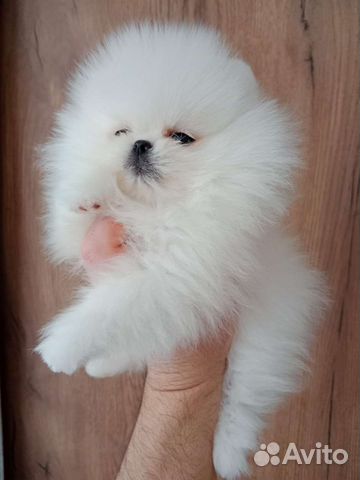 Мини шпиц