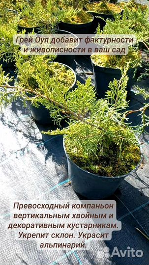 Можжевельник виргинский Грей Оул