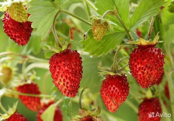 Земляника ремонтантная рассада, клубника