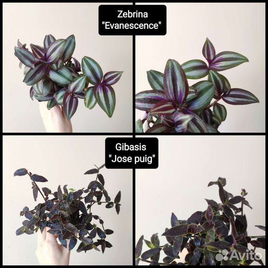 Традесканции сортовые