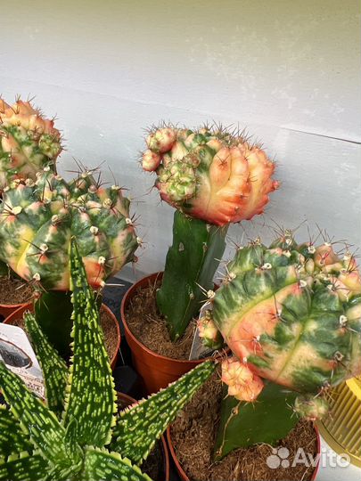 Гимнокалициум вариегатный