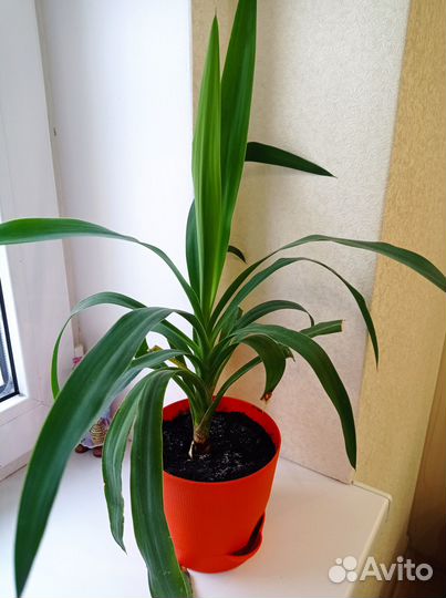 Комнатные цветы