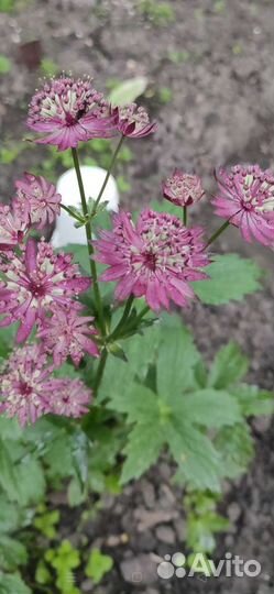 Многолетние цветы для сада