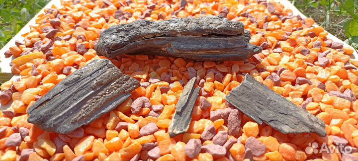 Окаменелости