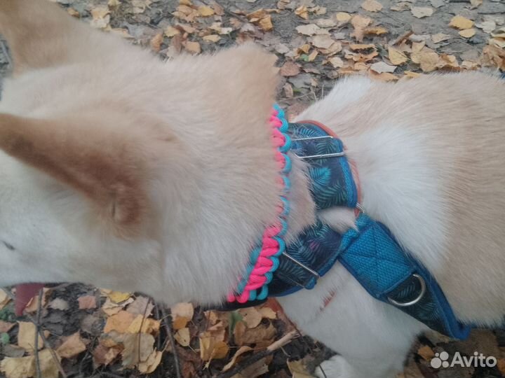 Ошейник для собак ручной работы