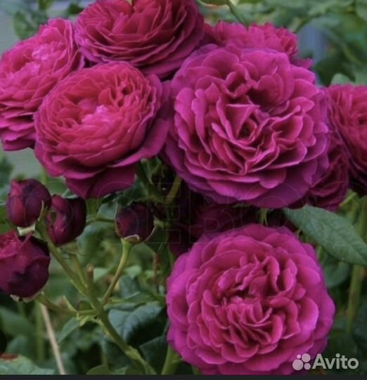 Розы саженцы чайногибридние и не только