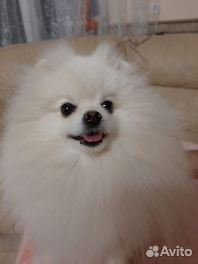 Щенки шпица