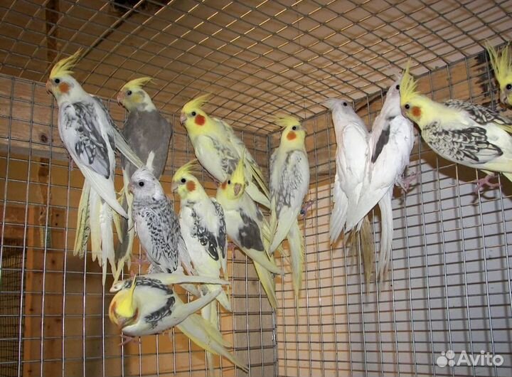 Попугай неразлучники с клеткой