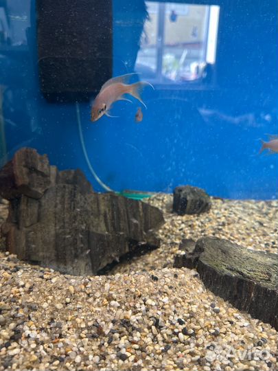 Лабидохромис Еллоу – жёлтый обитатель скал