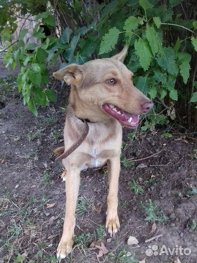 Отдадим в надежные руки