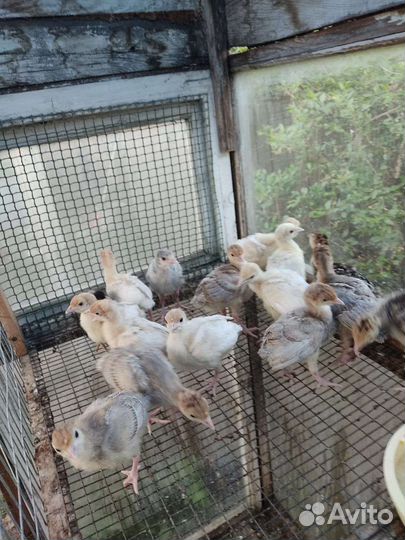 Индюшата,цыплята
