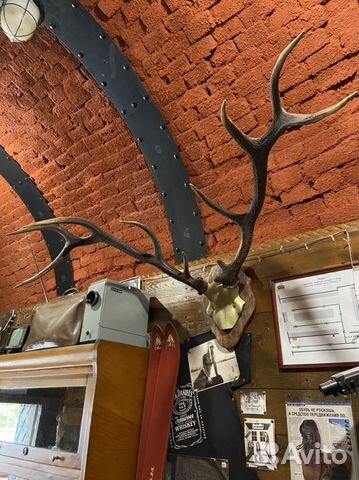 Огромные трофейные оленьи рога