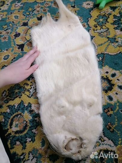 Шкурка ондатры