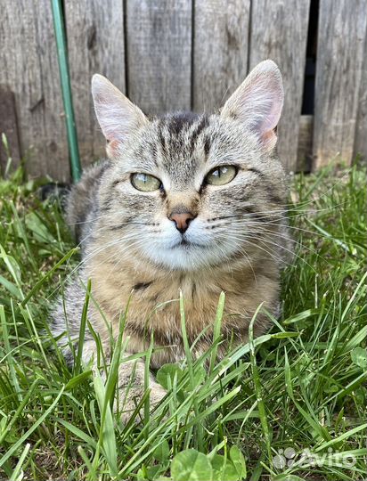 Кошка и котята в дар