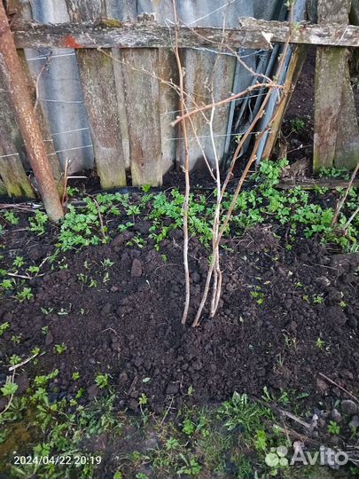 Кусты малины