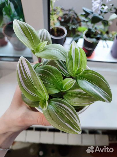 Комнатные цветы