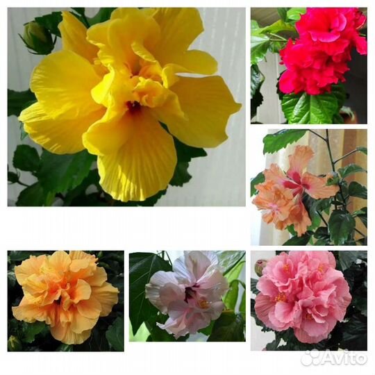 Гибискусы