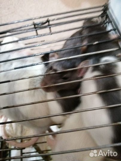 Крыски декоративные Дамбо