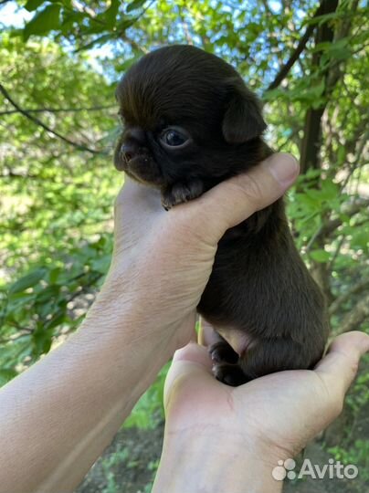 Шоколадочка