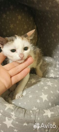 Котенок девочка бесплатно