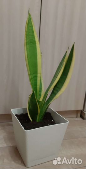 Сансевиерия (щучий хвост, тещин язык)