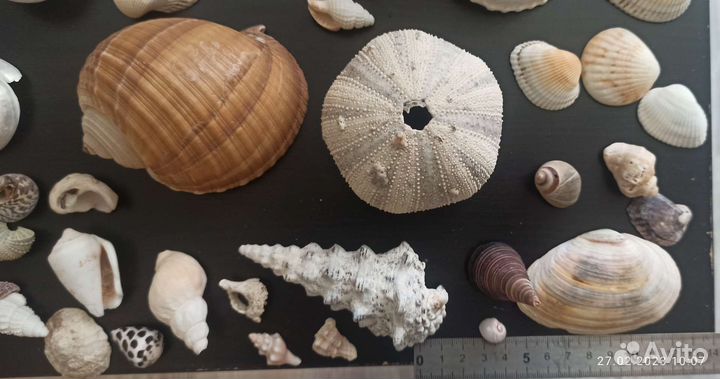 Морские ракушки