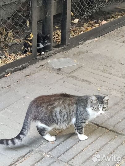 Найдена кошка