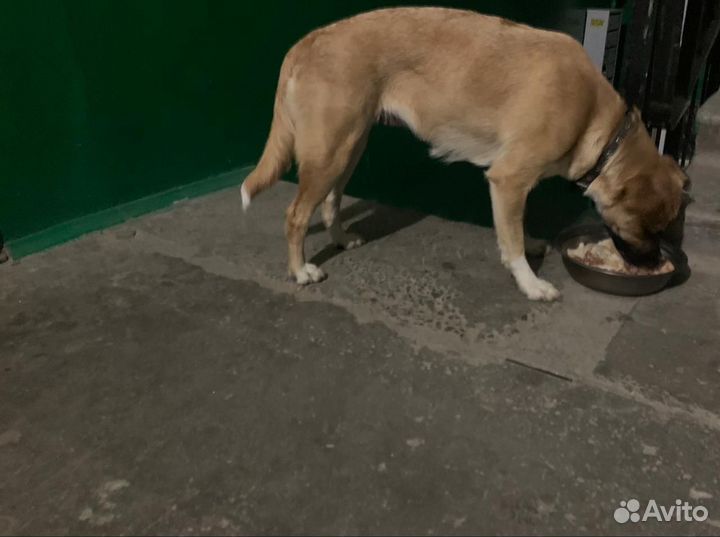 Собака в добрые руки