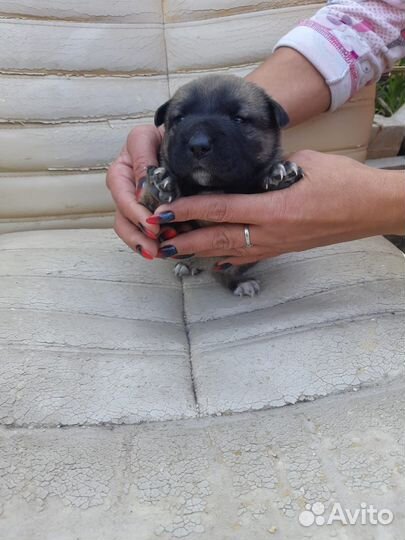 Отдам бесплатно щенков