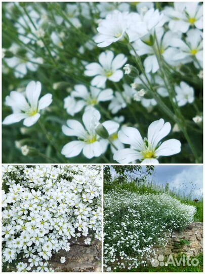 Садовые растения