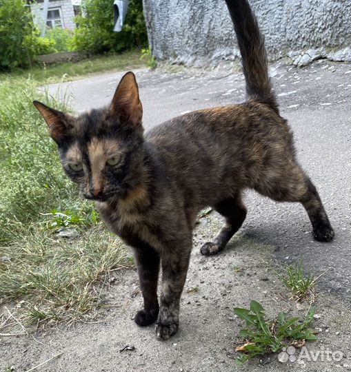 Кошка ищет дом